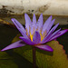 Water lily IMG_2088