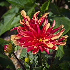 Dahlia