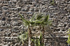 Stonewalling – Gibralfaro Castle, Málaga, Andalucía, Spain