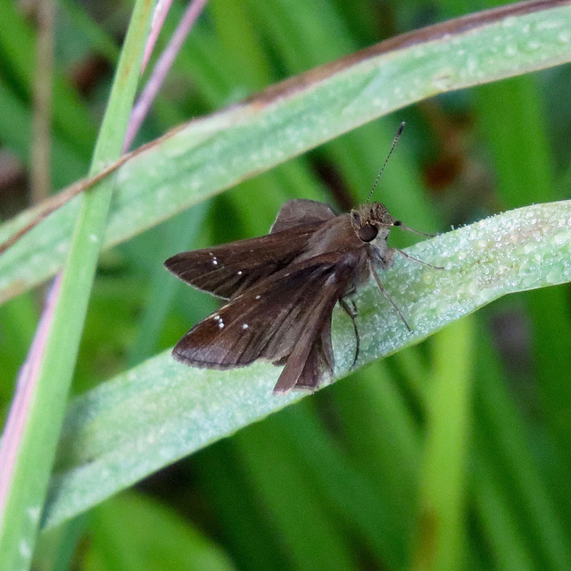 Clouded skipper