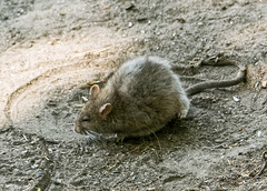 Rat under the bird feeders at Burton Mere