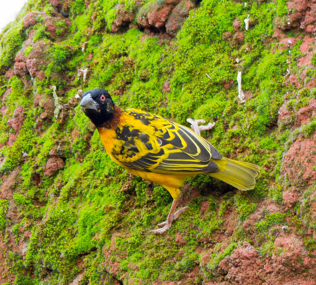 Village weaver bird (1)