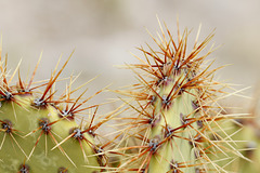 Engelmann's Prickly Pear