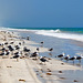 Bagnanti delle spiagge dell'Oman (pip)
