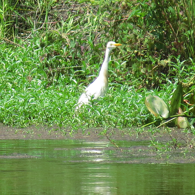 Cattle egret by the pond