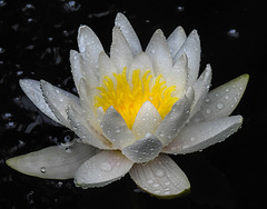 20240702 0403CPw [D~LIP] Seerose (Nymphaea odorata), BS