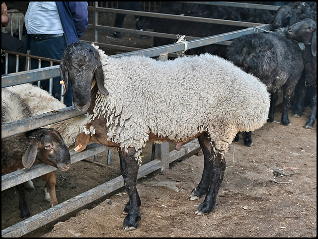 Fat bottomed sheep for sale HFF