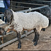 Fat bottomed sheep for sale HFF