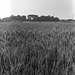 Wheat field