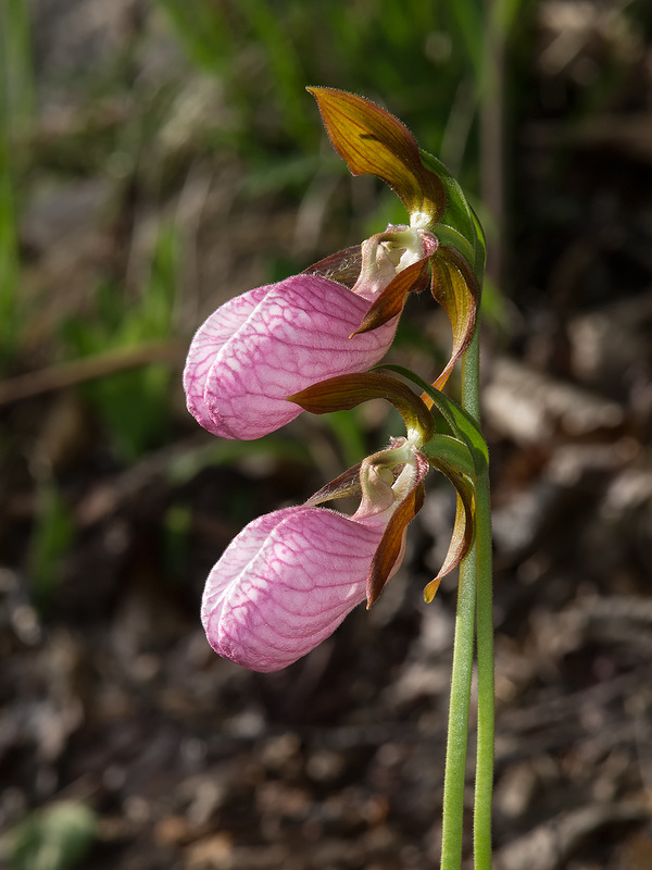 Cypripedium acaule (Pink Lady's-slipper orchid)