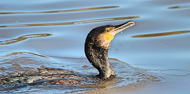 Cormorant