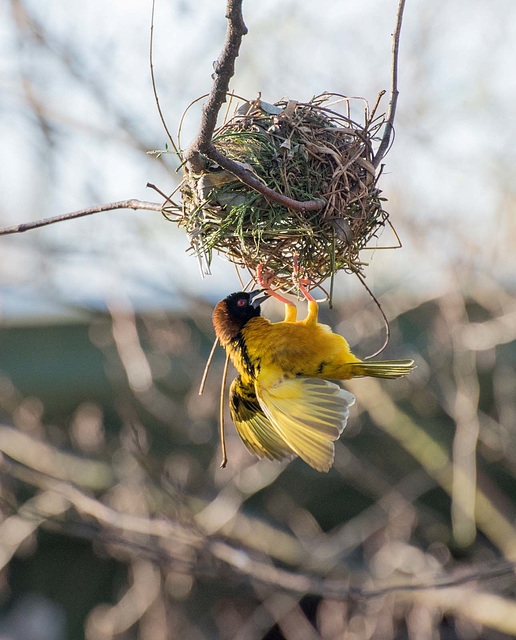 Village weaver bird (2)