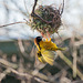 Village weaver bird (2)