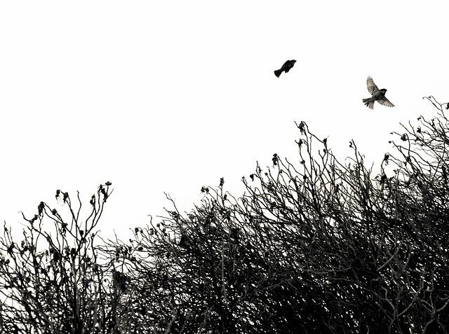 #44 - Wierd Folkersma - birds and bushes - 36̊ 1point