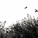 #44 - Wierd Folkersma - birds and bushes - 36̊ 1point