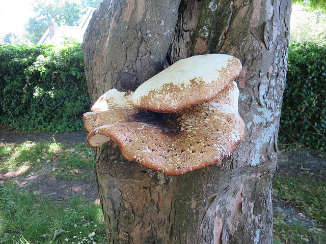 Bracket Fungus