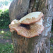 Bracket Fungus