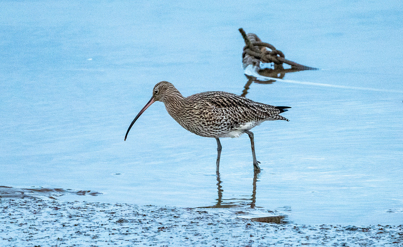 Curlew