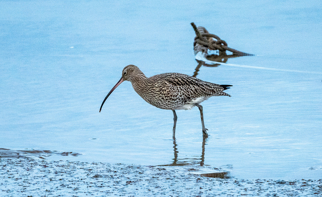 Curlew