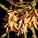 20221101 2010CPw [D~LIP] Hainbuche (Carpinus betulus), Bad Salzuflen