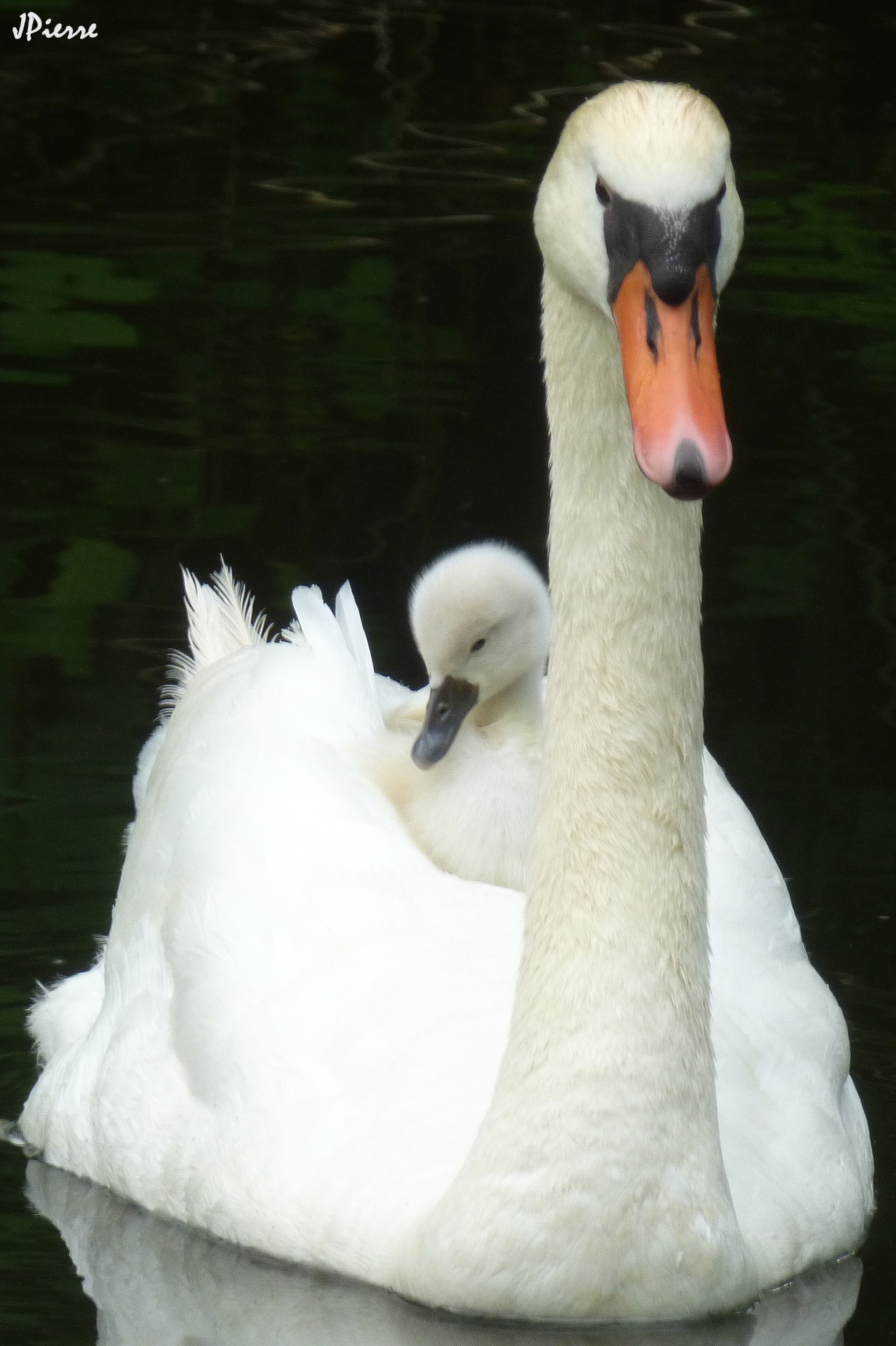 Le nouveau né dans la robe de sa maman