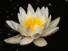 20240702 0404CPw [D~LIP] Seerose (Nymphaea odorata), BS