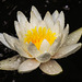 20240702 0404CPw [D~LIP] Seerose (Nymphaea odorata), BS