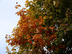 l'automne...