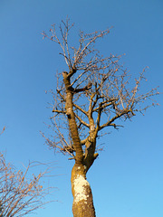 Albero