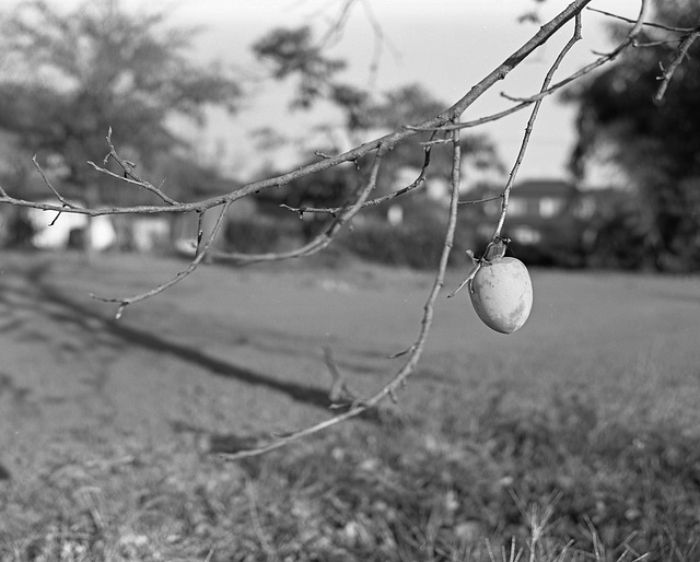 A persimmon