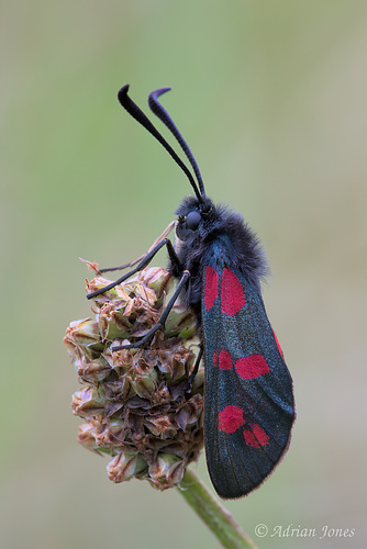 Six Spot Burnet