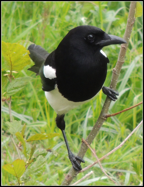 Magpie