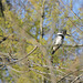 Belted Kingfisher male
