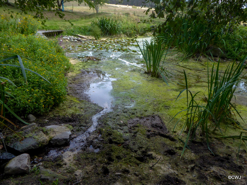 The effects of this summer's drought on the pond has been catastrophic...