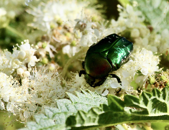 'Seidiger Fallkäfer' auf  'Echtes Mädesüß'.