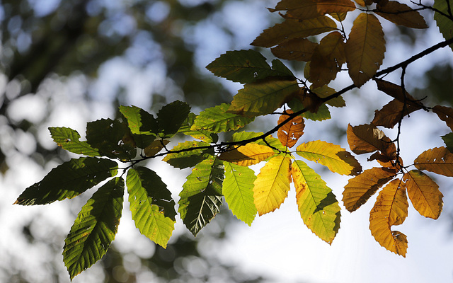 Reste les feuilles