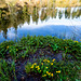 Nonnenmattweiher, Schwarzwald, Germany