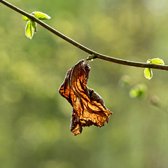 Dead Leaf in the Sunlight
