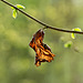 Dead Leaf in the Sunlight