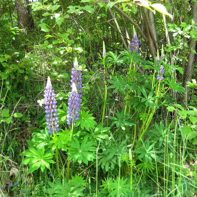 Lupine (Lupinus)