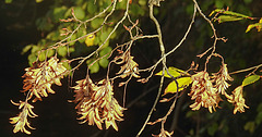20221101 2013CPw [D~LIP] Hainbuche (Carpinus betulus), Bad Salzuflen