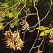 20221101 2013CPw [D~LIP] Hainbuche (Carpinus betulus), Bad Salzuflen