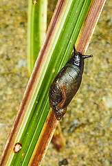 20240702 0408CPw [D~LIP] Bernsteinschnecke (Oxyloma elegans), BS