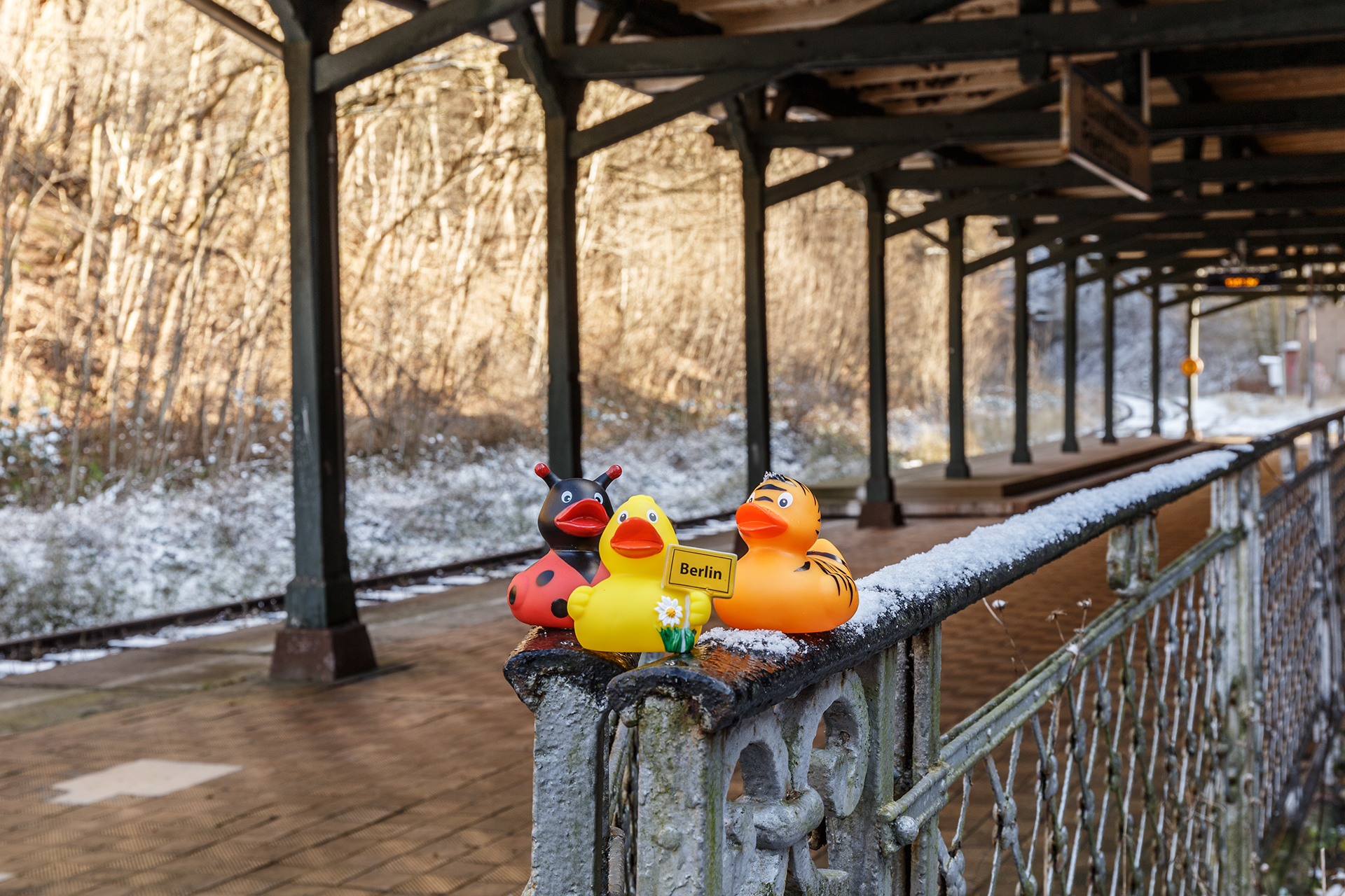 rubber ducks on tour (2)