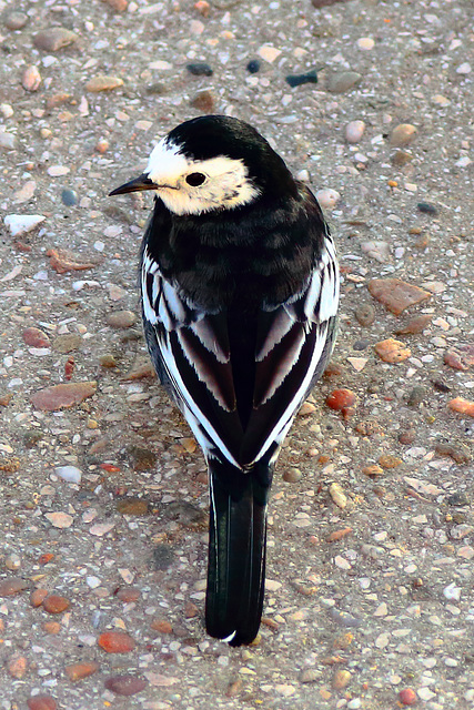 EOS 6D Peter Harriman 09 45 53 04731 PiedWagtail dpp