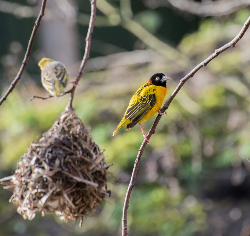 Village weaver bird (3)