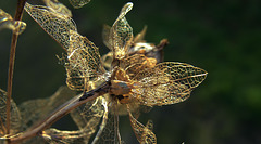 Filigree