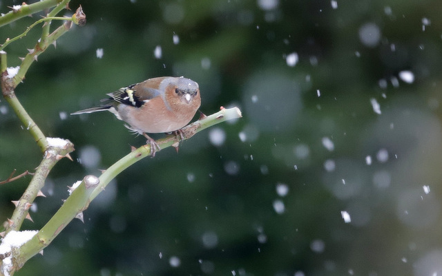 J'aime pas la neige...