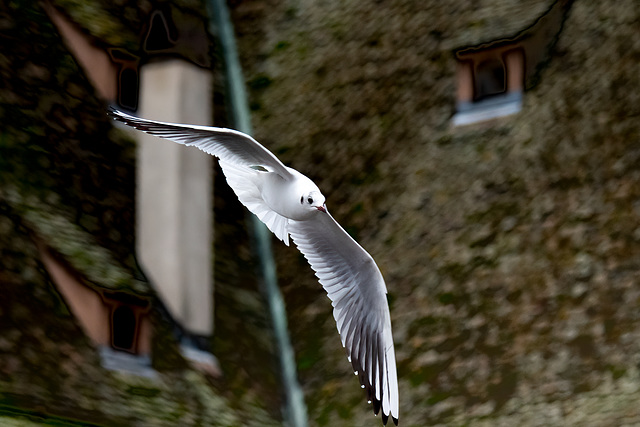 Möwe vor alten Dächern