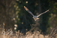 Hibou des marais - mars-2022